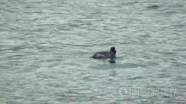 灰色水鸟潜入海洋的特写视频
