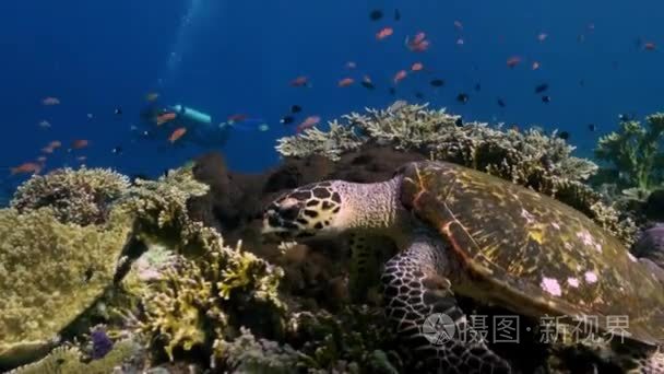 海龟游泳上礁寻找食物视频