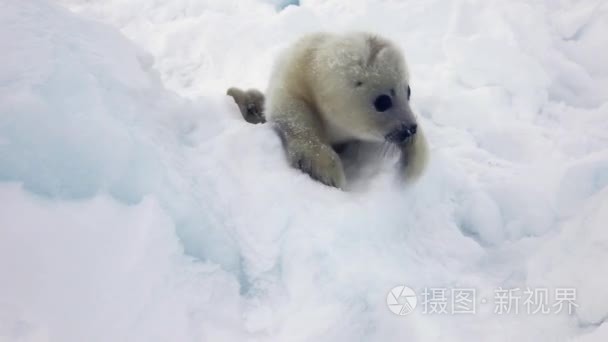 可爱的新生海豹狗在冰看照相机视频