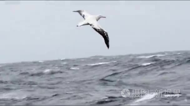 在水面上飞的海鸥视频