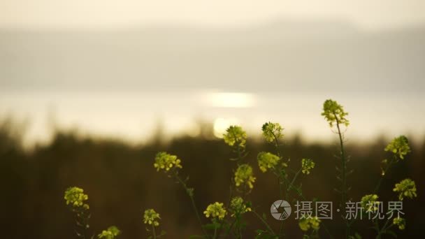 黄色的花开在加利利海的银行