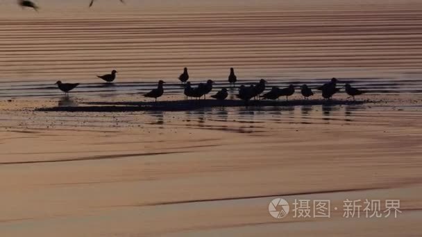 蛎鹬水鸟类剪影视频