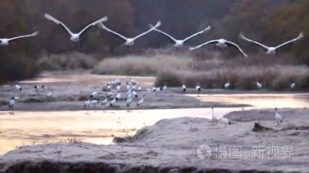 丹顶鹤飞鹤群视频