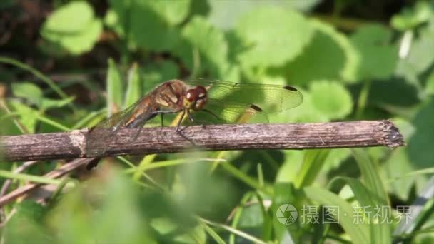 蜻蜓坐在树枝上视频