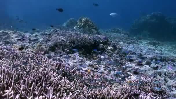 中海学校颜色鱼生物礁水下坡视频