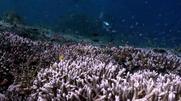 中海学校颜色鱼生物礁水下坡视频
