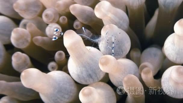 海玻璃海葵共生的带状的水晶虾视频