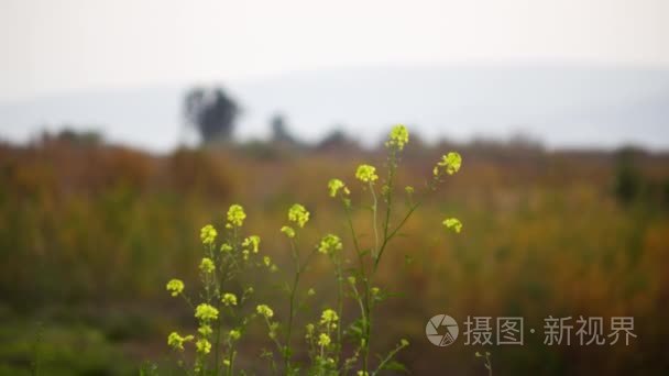 黄色的花开在加利利海的岸边