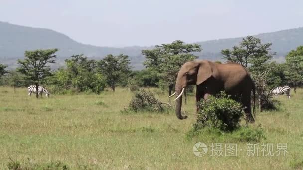 非洲大象在草田视频