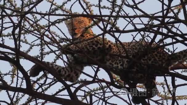 豹子躺在树上视频