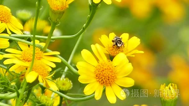 在黄色花朵蜜蜂视频