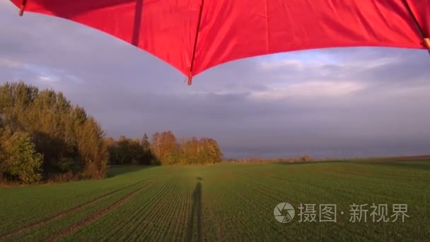 红色转动的雨伞和一个阴影投射在年轻的绿色麦田上