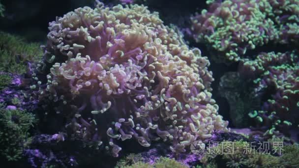 海葵海藻在水之下视频