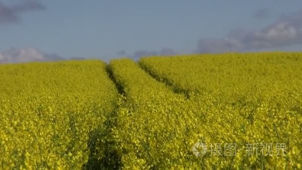 Cloudscape 黄色开花油菜田