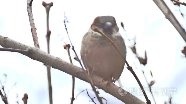 棕色的麻雀坐自然分支树上的鸟视频