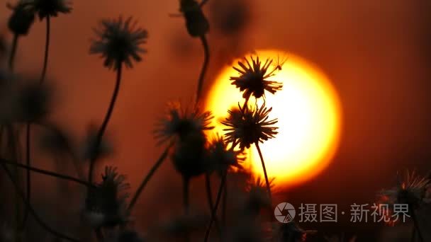 野生花卉在日落时视频