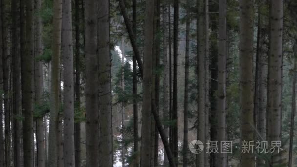 在山的松树树视频