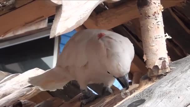 在他家院子里的大白鹦鹉视频