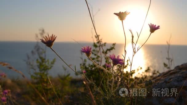 野生花卉对海地平线在 sanset