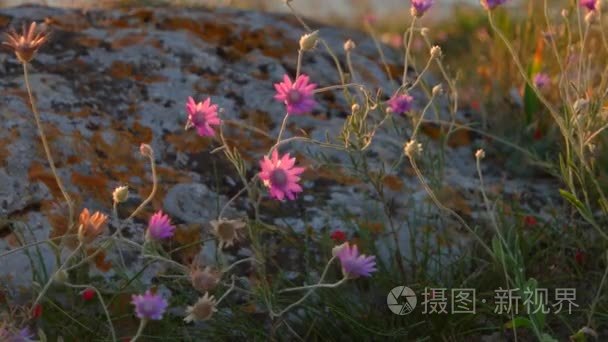 小紫的野花在岩石上