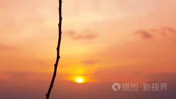 杏树分支剪影在橘黄色的夕阳视频