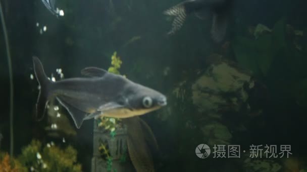 水族馆的鱼花车视频