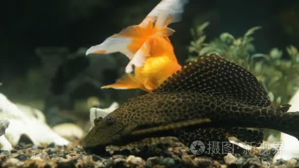 水族馆的鱼花车关闭视频