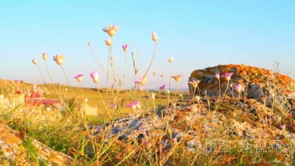 Savage scenery on rocky seashore. Steppe plants tremble on wind.