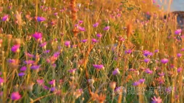 Wild steppe plants in summer. A lot of small wildflowers of viol