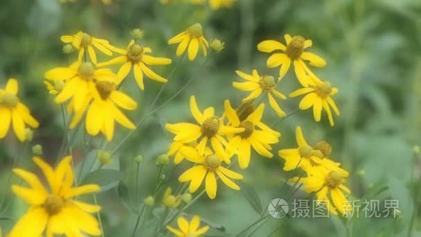 明亮的黄色黑心花卉素材背景