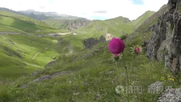 水飞蓟山风景背景视频