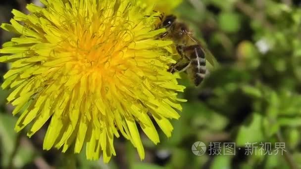 蜜蜂从花蒲公英收集花蜜和花粉视频