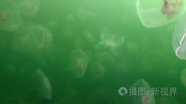 在绿色水域的海大水母视频