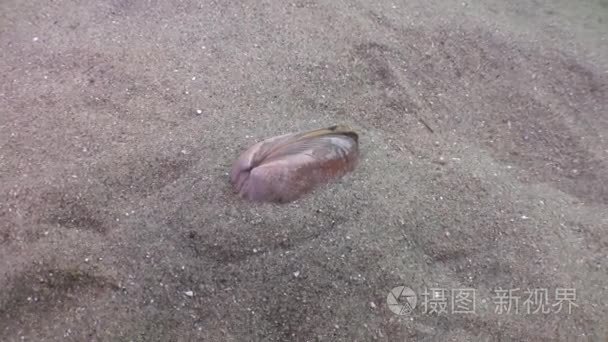 海星捕食沙质的外壳视频