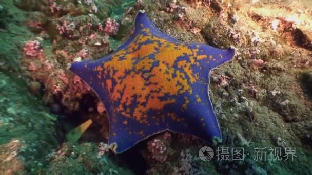 大海星海底寻找食物视频