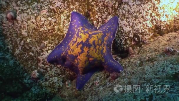 大海星海底寻找食物视频