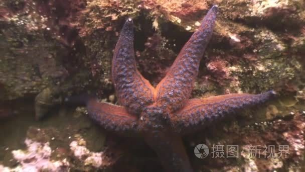 大海星海底寻找食物视频