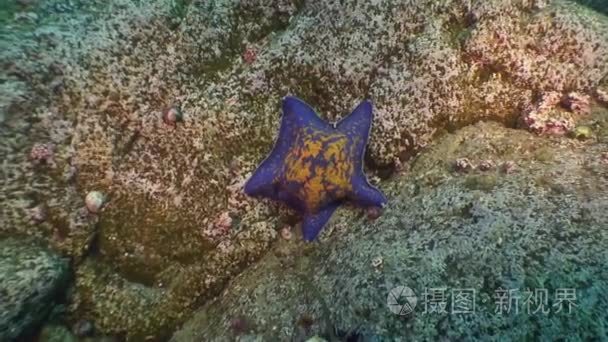 大海星海底寻找食物视频