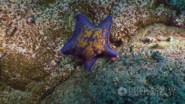 大海星海底寻找食物视频