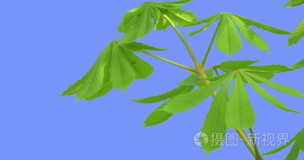 板栗树茎幼叶板栗绿色新鲜的叶子飘在风植物飘在蓝屏上刮风的日子落叶