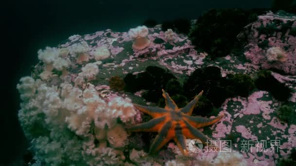 大海星海底寻找食物视频