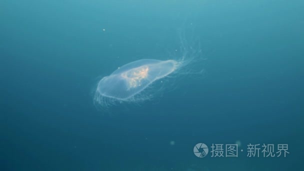 在绿色水域的海大水母视频