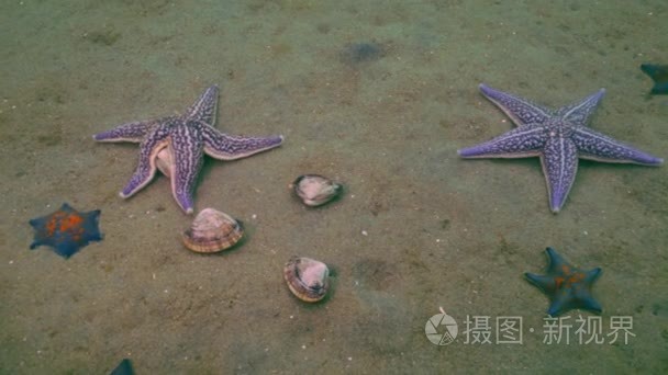 海星捕食沙质的外壳视频