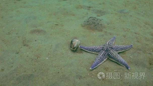 海星捕食沙质的外壳视频