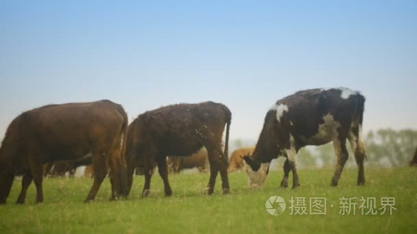 一群牛在草地上一个巨大的领域视频