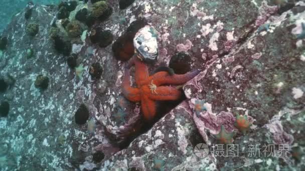 大海星海底寻找食物视频