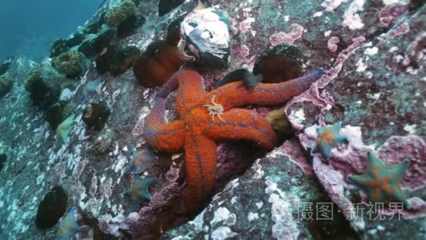 大海星海底寻找食物视频