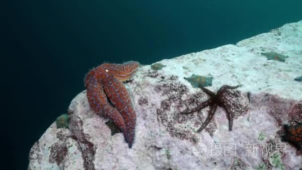 海星和海胆的海底岩石中视频