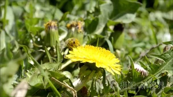 蜜蜂采集花粉的蒲公英的花上视频