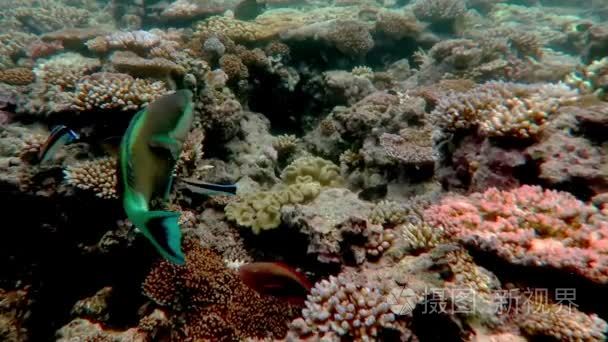 珊瑚海大堡礁昆士兰澳大利亚视频